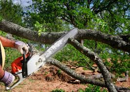 Lawn Renovation and Restoration in Tigard, OR