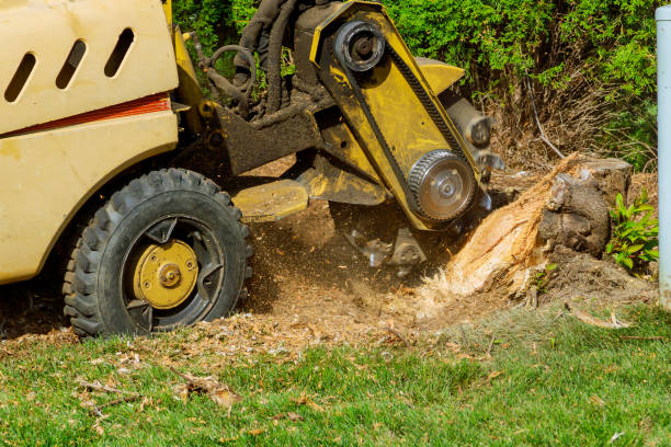 Best Weed Control  in Tigard, OR