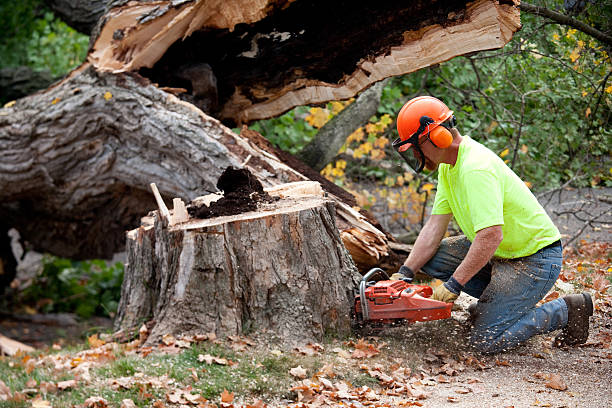 Best Tree Cabling and Bracing  in Tigard, OR